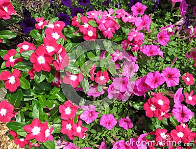 Pretty Pink Petunia and Impatiens Flowers in July in the Garden Stock Photo