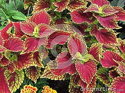 Pretty Red and Green Leaves in Summer in June Stock Photo