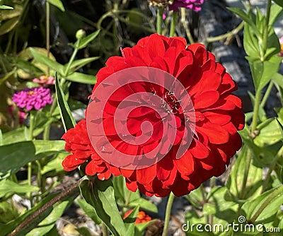 Pretty Red Zinnia Flower in the Garden in Summer in August Stock Photo