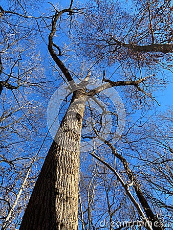 Pretty Tall Tree and Blue Sky in Winter Stock Photo