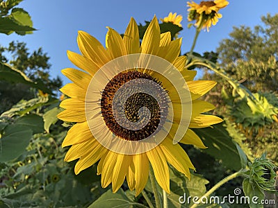Pretty Yellow Sunflower in August in Summer Stock Photo