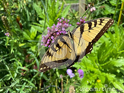 Pretty Yellow Swallowtail Summer Butterfly in August Stock Photo