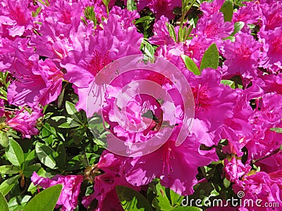 Purple Azalea Flowers in Full Bloom in April Stock Photo