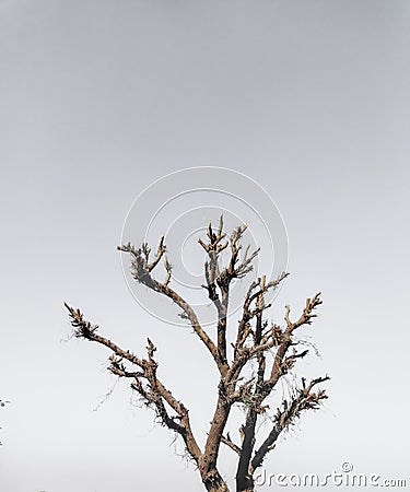 Solitude in Nature Lone Tree Standing Tall Stock Photo