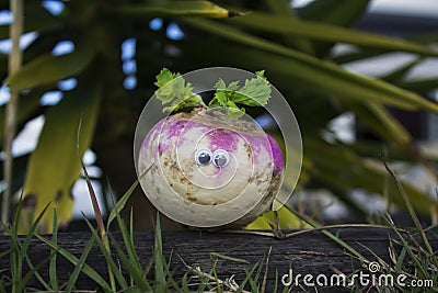 Photo of radish with funny eyes Stock Photo