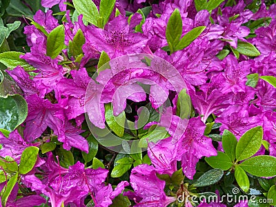 Rain Soaked Purple Azalea Flowers Stock Photo