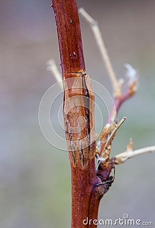 Photo raspberry gall midge, disease Stock Photo