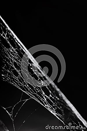 Photo of real spider web over dark background, Halloween concept, place for text, isolated Stock Photo