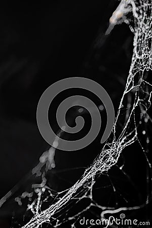 Photo of real spider web over dark background, Halloween concept, place for text, isolated Stock Photo
