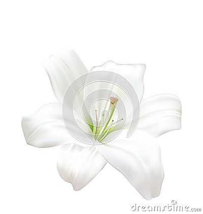 Photo-realistic Beautiful White Lily Isolated On White Background Vector Illustration