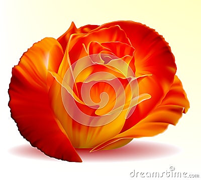 Photo-realistic fiery rose Vector Illustration