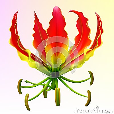 Photo-realistic gloriosa flower Vector Illustration