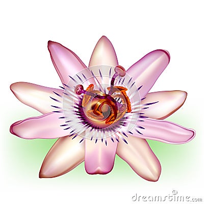 Photo-realistic passion flower Vector Illustration