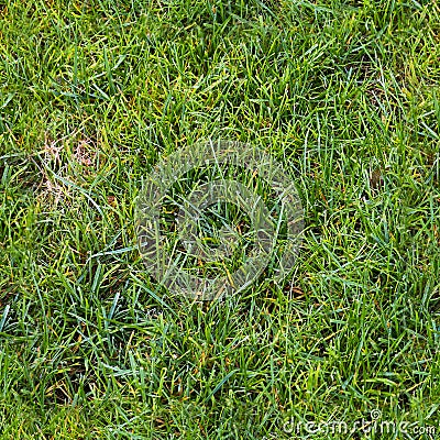 Photo realistic seamless grass texture in high resolution with more than 6 megapixel Stock Photo