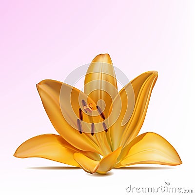 Photo-realistic yellow lily Vector Illustration