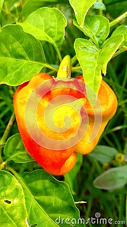 Photo red chili at garden Stock Photo