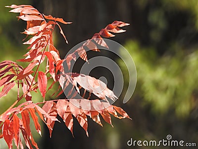 Red autumn leaves outside on a tree Stock Photo