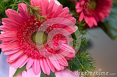 Photo of a Red Flower Upclose Stock Photo