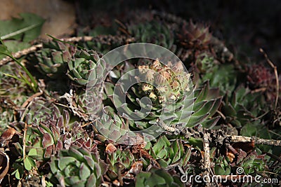 red and green Houseleek plants in the garden Stock Photo