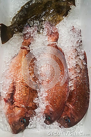 A Photo of Red Sea Bream or Madai at fish market Stock Photo