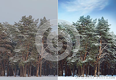 Photo before and after retouch, collage. Picturesque view of beautiful forest covered with snow Stock Photo