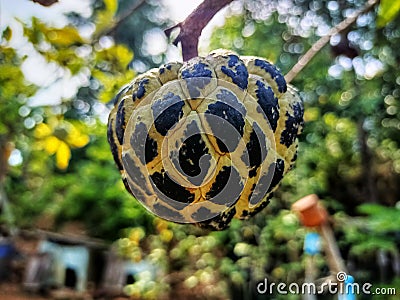 photo of ripe srikaya fruit which is round and blackish yellow in color Stock Photo