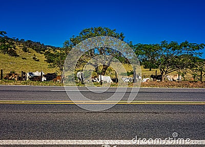 Photo of road in mountains of Minas Gerais, Brazil, with fence and pasture with livestock beside in afternoon sun and blue sky Stock Photo