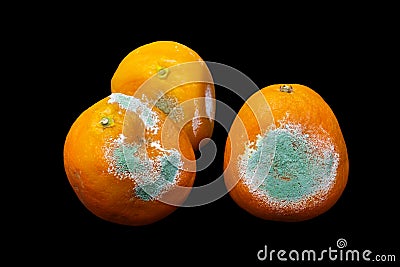 A photo of rotten moldy orange, tangerine isolated on black background. A photo of the growing mold. Food contamination, bad spoil Stock Photo