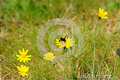Beatiful Yellow Hypochaeris Radicata Flower (hairy Cats Ear) Stock Photo