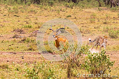 Photo series: Cheetah hunting for big Impala. The tenth episode. Masai Mara, Kenya Stock Photo