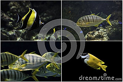 Photo set: Marine tropical fish Stock Photo