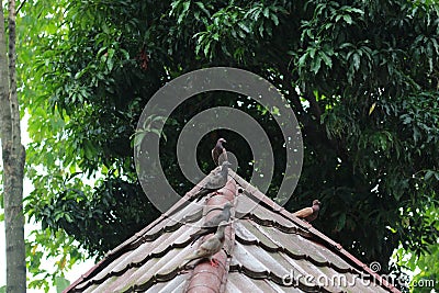 photo of several pigeons perched on the roof Stock Photo