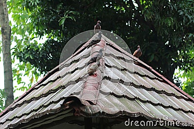 photo of several pigeons perched on the roof Stock Photo