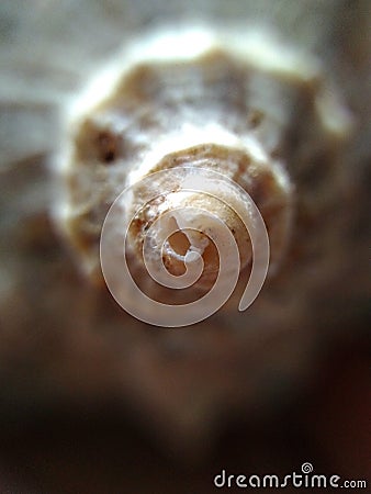 Photo shells on a macro-lens Stock Photo