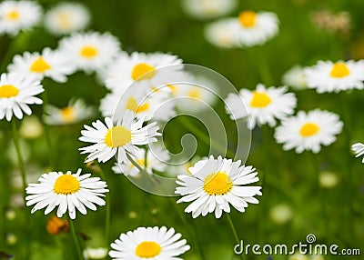 Beautiful daisy meadow Stock Photo