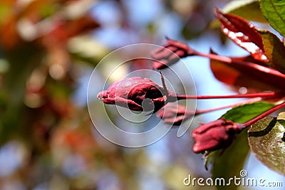 Flower of wild apple tree Stock Photo