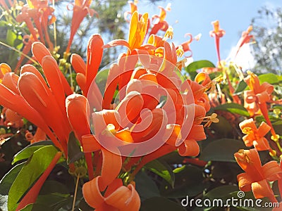 Orange canes Stock Photo