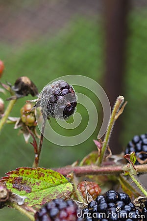 Mouldy Blackberries Covered In Fungus And Decaying Stock Photo