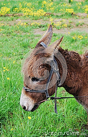 Portrait of a donkey. Stock Photo