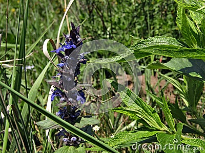 Flower ajuga genevensis Stock Photo