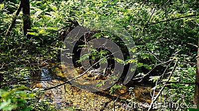 A stream in a thicket of ferns Stock Photo