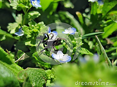 Little spider, grass, flowers Stock Photo