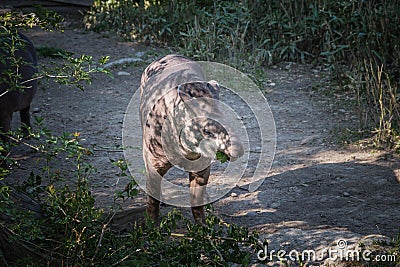 A tapir in a wildlife park Stock Photo