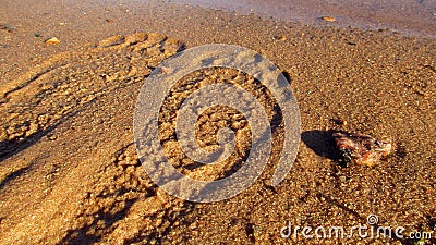 On the sandy Bank of the city river man left traces of bare feet Stock Photo