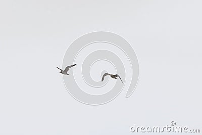 Ying and Yang Monochrome Photo of Two Seagull Birds Flying over the Ocean Staying Together Stock Photo