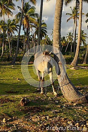 white horse close palm on exotic jungle bakground Stock Photo