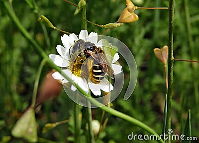 Wild bee on white flower leucanthemum vulgare Stock Photo