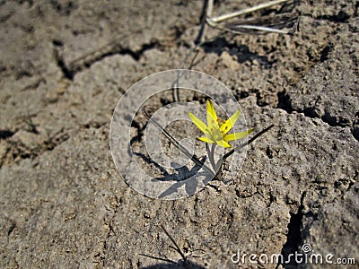 Yellow flower gagea pratensis Stock Photo