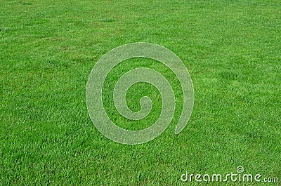 Photo of the site with even-cropped green grass. Lawn or alley of fresh green gras Stock Photo