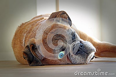 Sad dog boxer doleful look expression face wide eye open forlorn Stock Photo